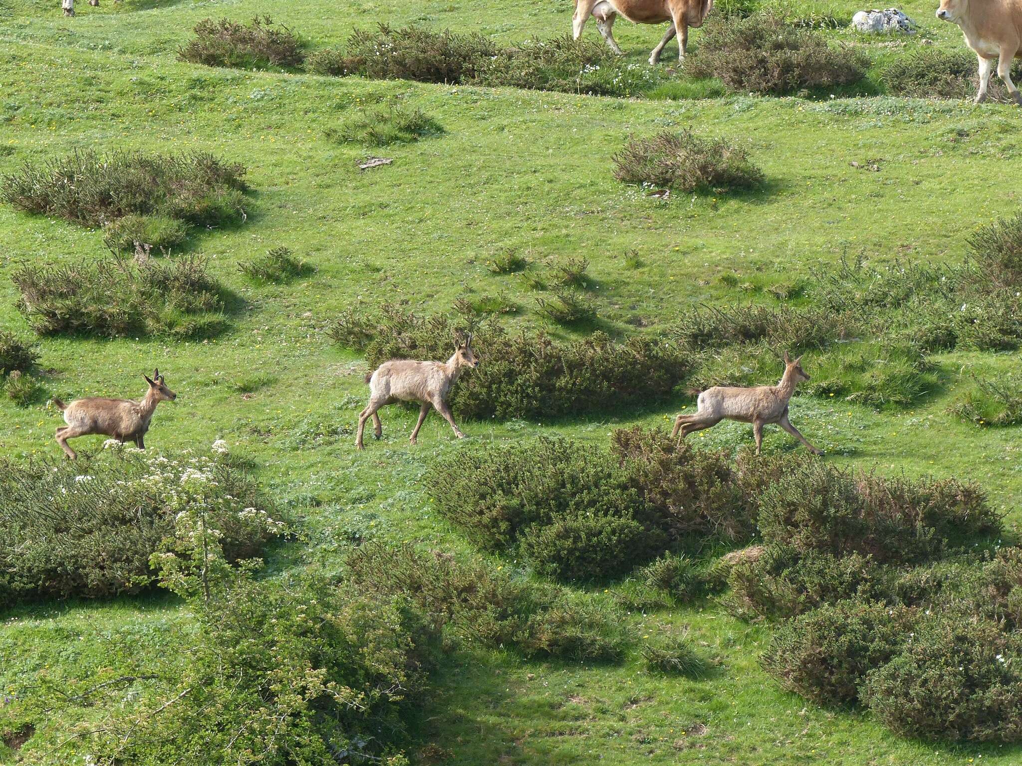 Image of Abruzzo Chamois