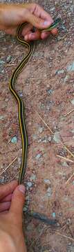 Image of Western Ribbon Snake