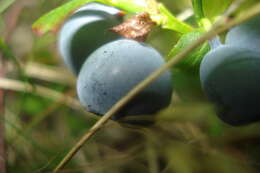 Image of alpine bilberry