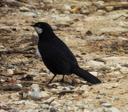 Image of Black Solitaire