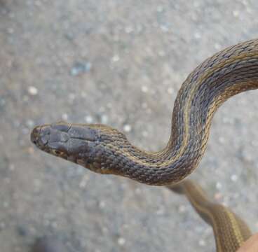 Image of Giant Garter Snake