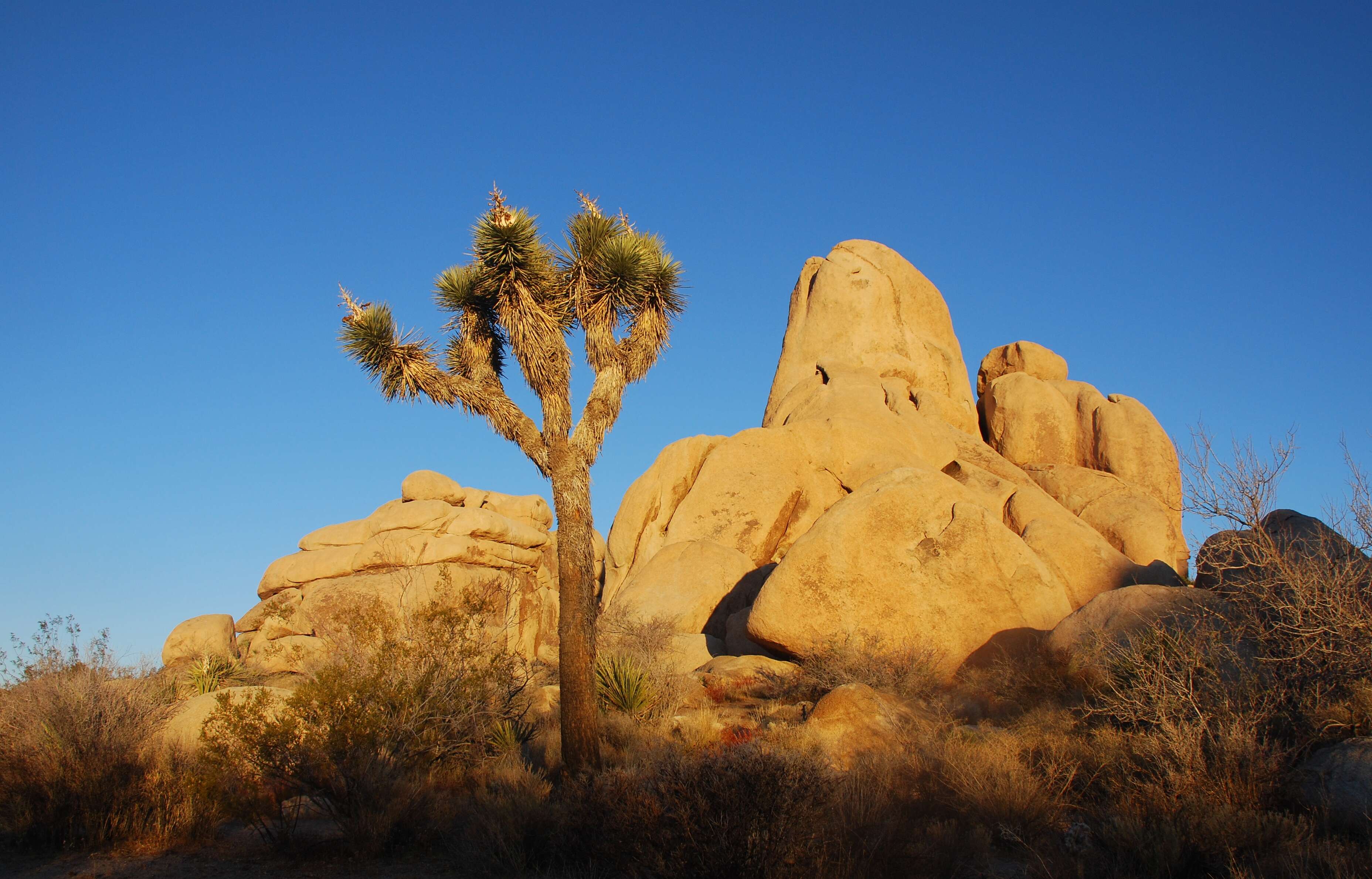 Слика од Yucca brevifolia Engelm.