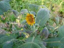 Imagem de Smallanthus sonchifolius (Poepp. & Endl.) H. Rob.