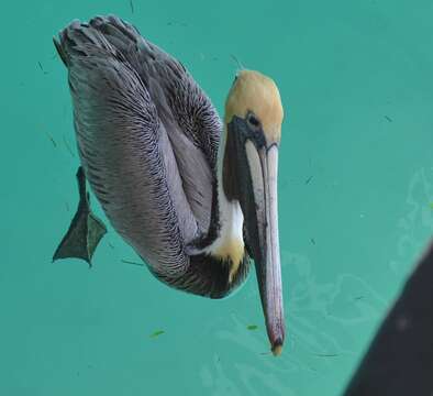 Image of Pelecanus occidentalis carolinensis Gmelin & JF 1789