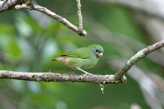 Image of Fiji Parrotfinch