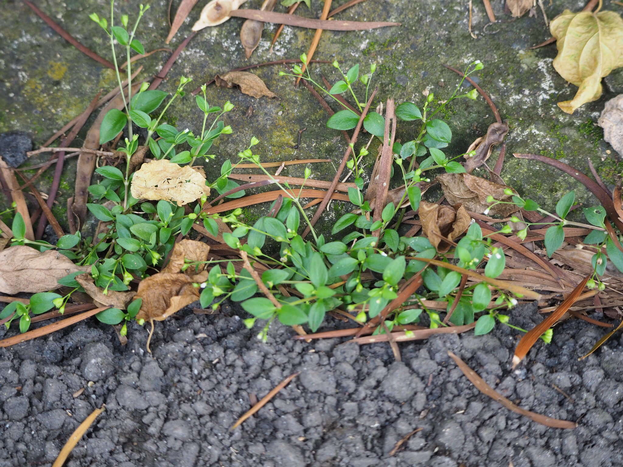 Image of Leptopetalum biflorum (L.) Neupane & N. Wikstr.