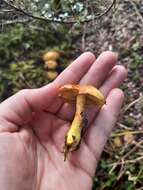 Image of Cortinarius canarius (E. Horak) Gasparini 2014