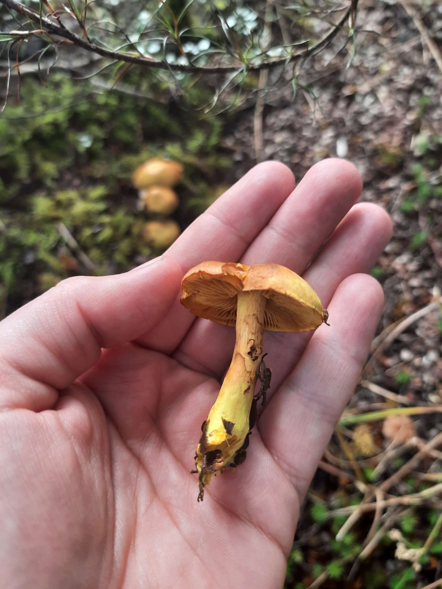 Image of Cortinarius canarius (E. Horak) Gasparini 2014