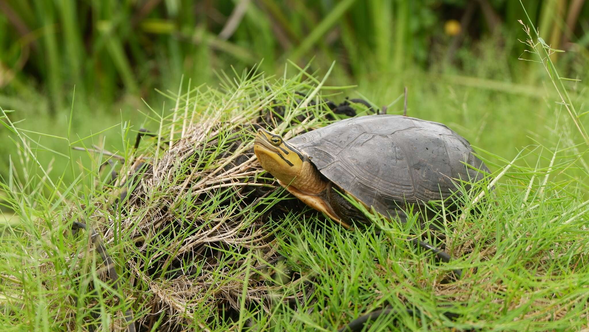 Image of Cuora amboinensis amboinensis Daudin 1802