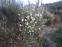 Image of white spanishbroom