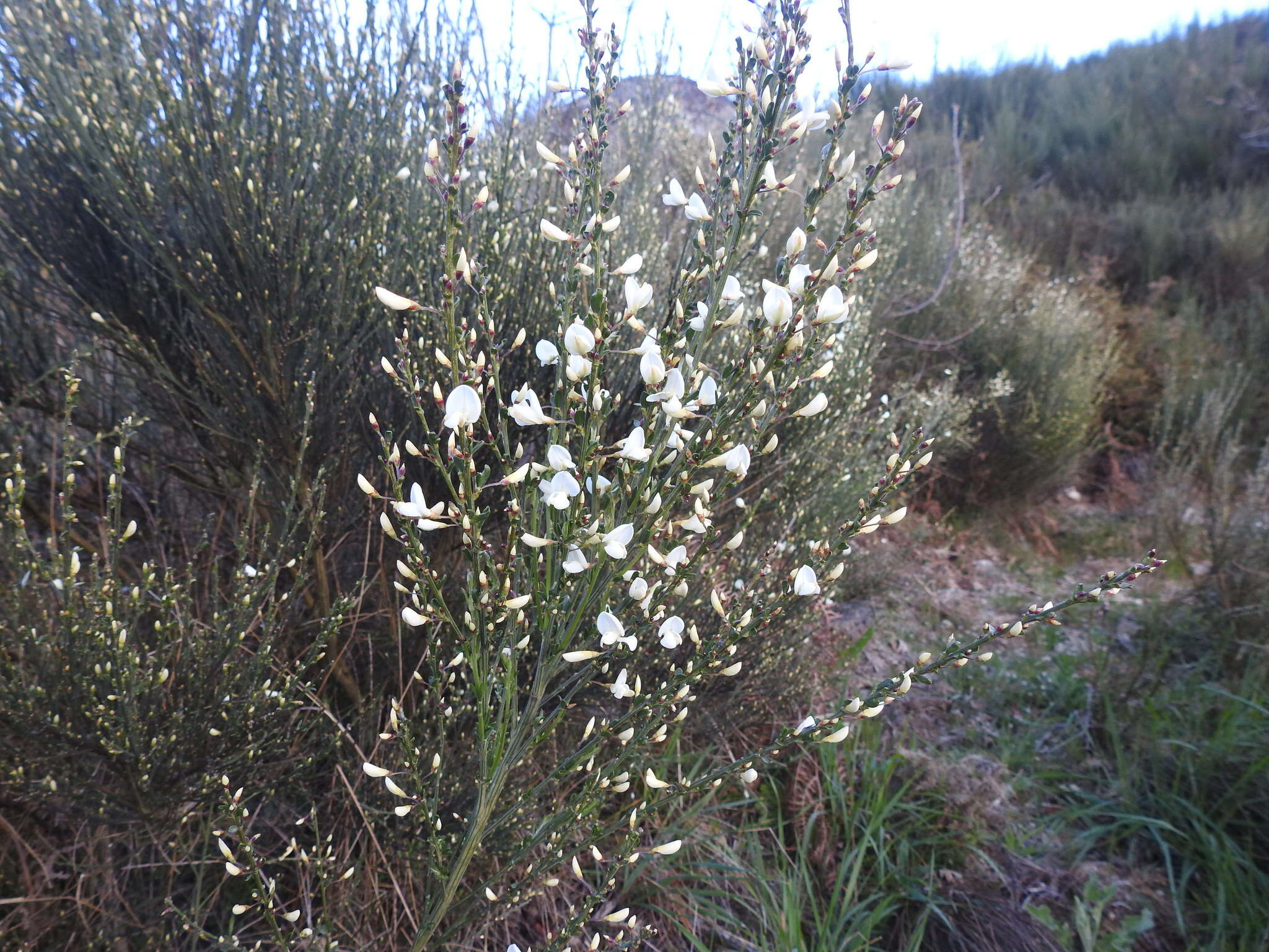 Image of white spanishbroom