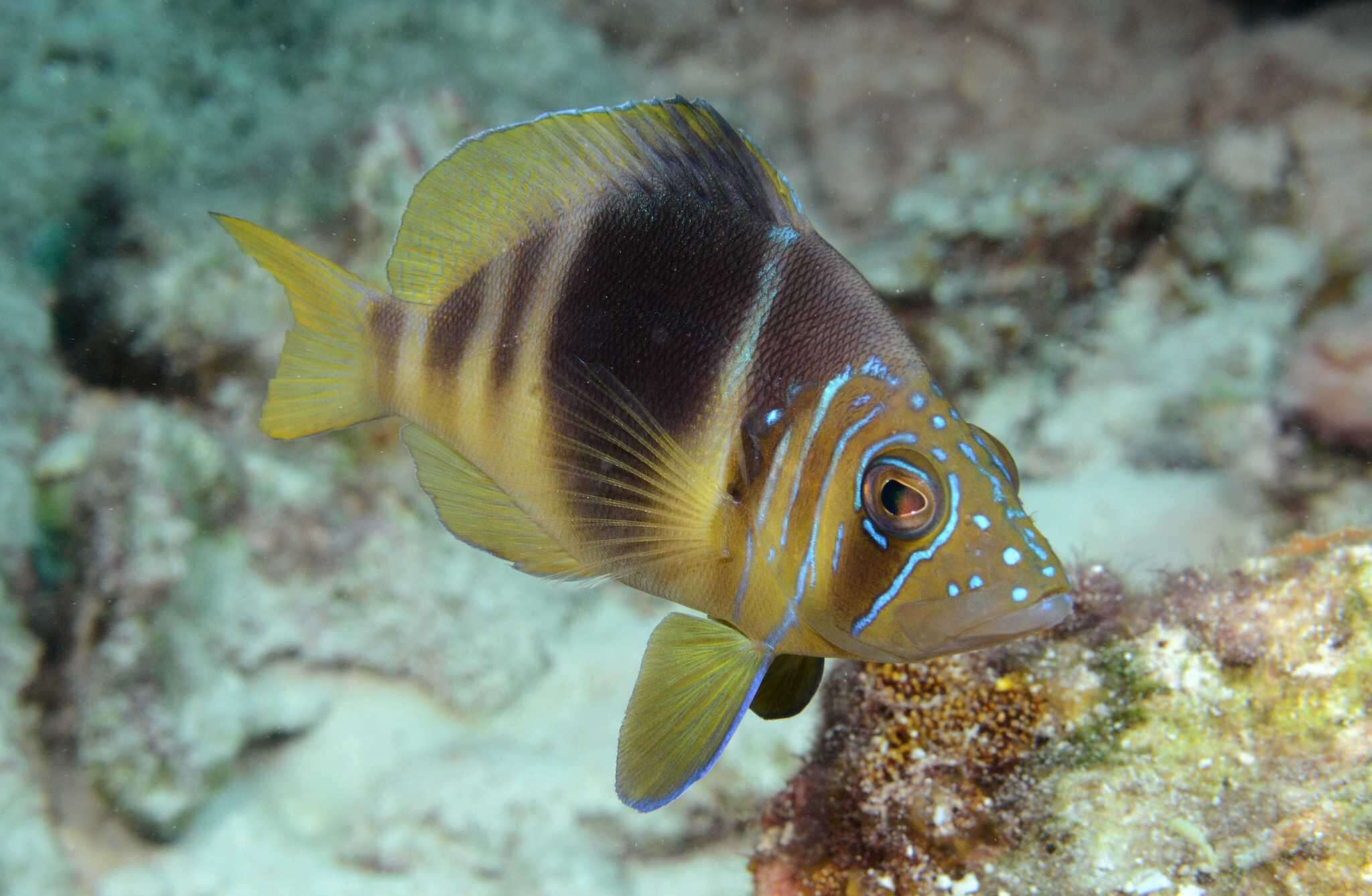 Image of Barred Hamlet