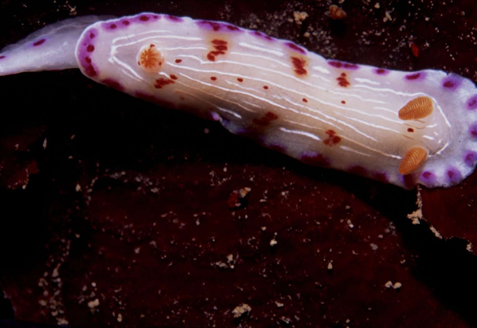 Image of Cape dorid