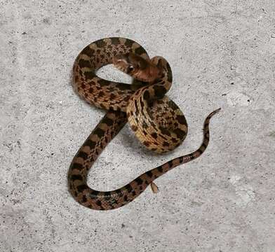 Image of Mexican Bullsnake