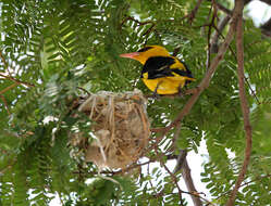 Image of Indian Golden Oriole