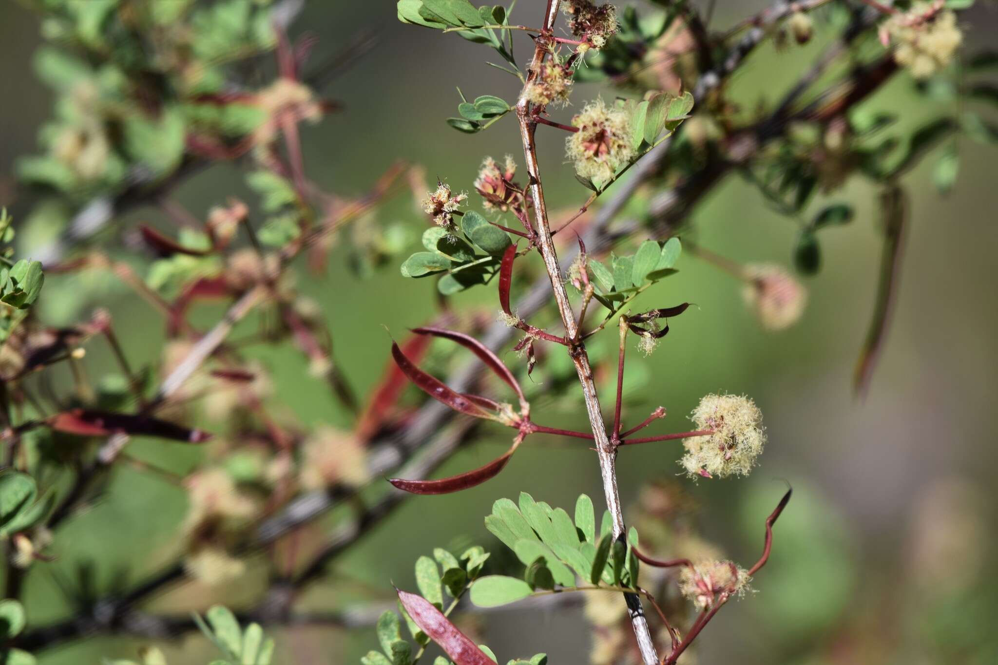 Image de Senegalia roemeriana (Scheele) Britton & Rose