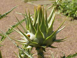 Image of cardoon