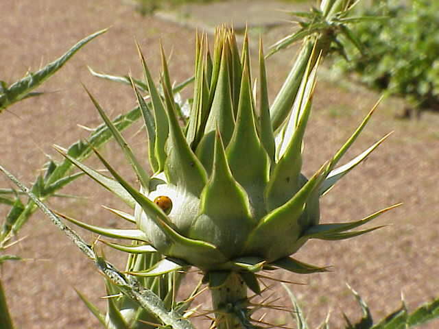 Image of cardoon