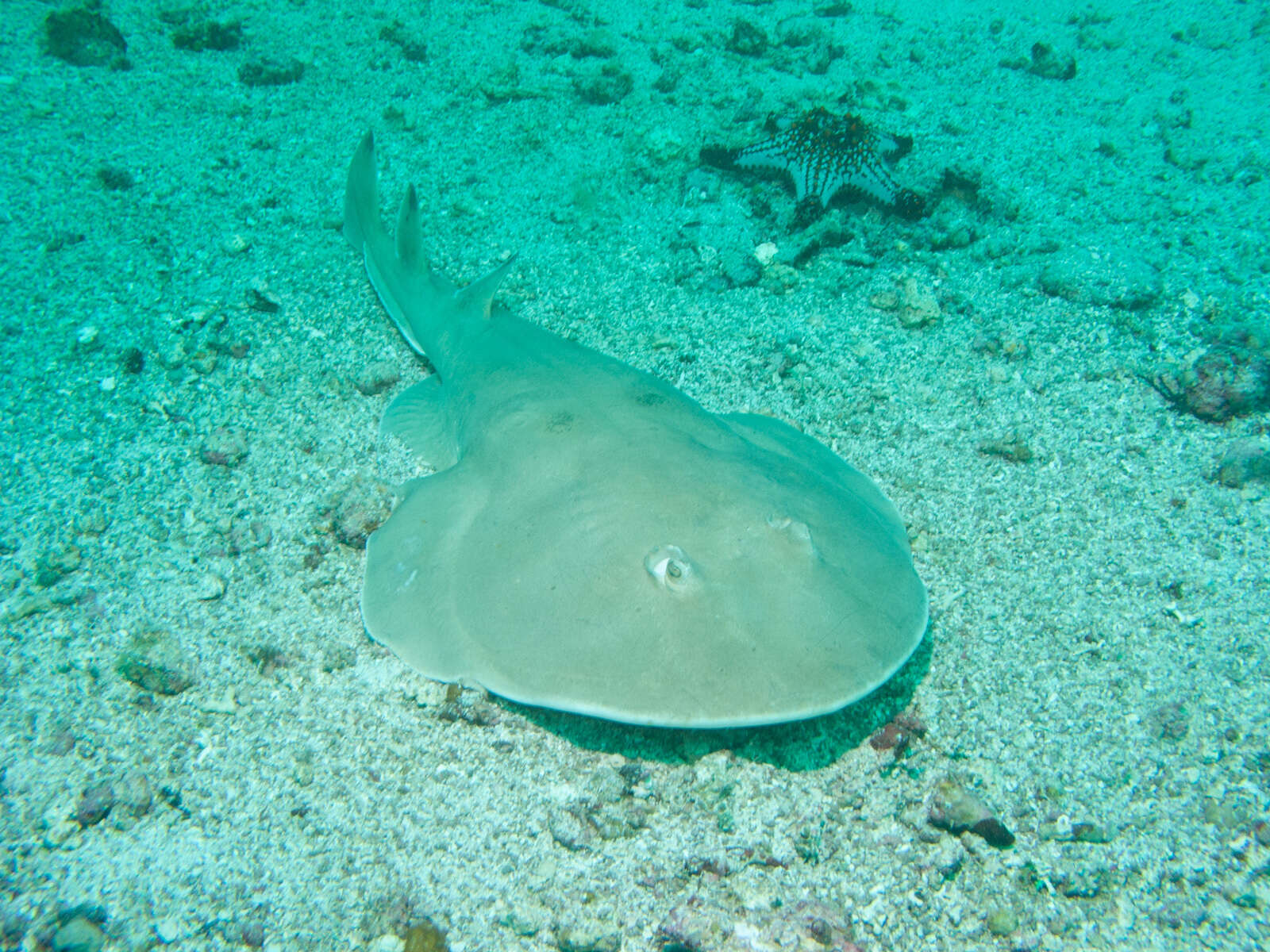 Image of Cortez Electric Ray