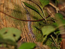 Image of Cyrtodactylus ranongensis Sumontha, Pauwels, Panitvong, Kunya & Grismer 2015