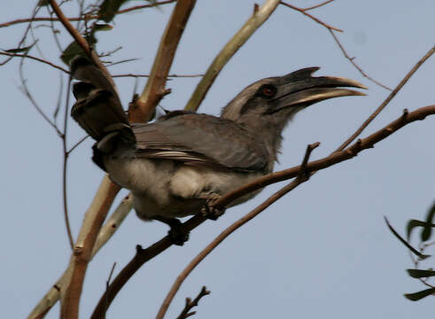 Image of Indian Grey Hornbill