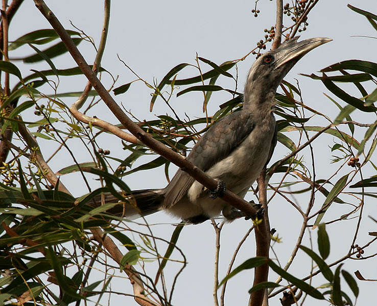 Image of Indian Grey Hornbill