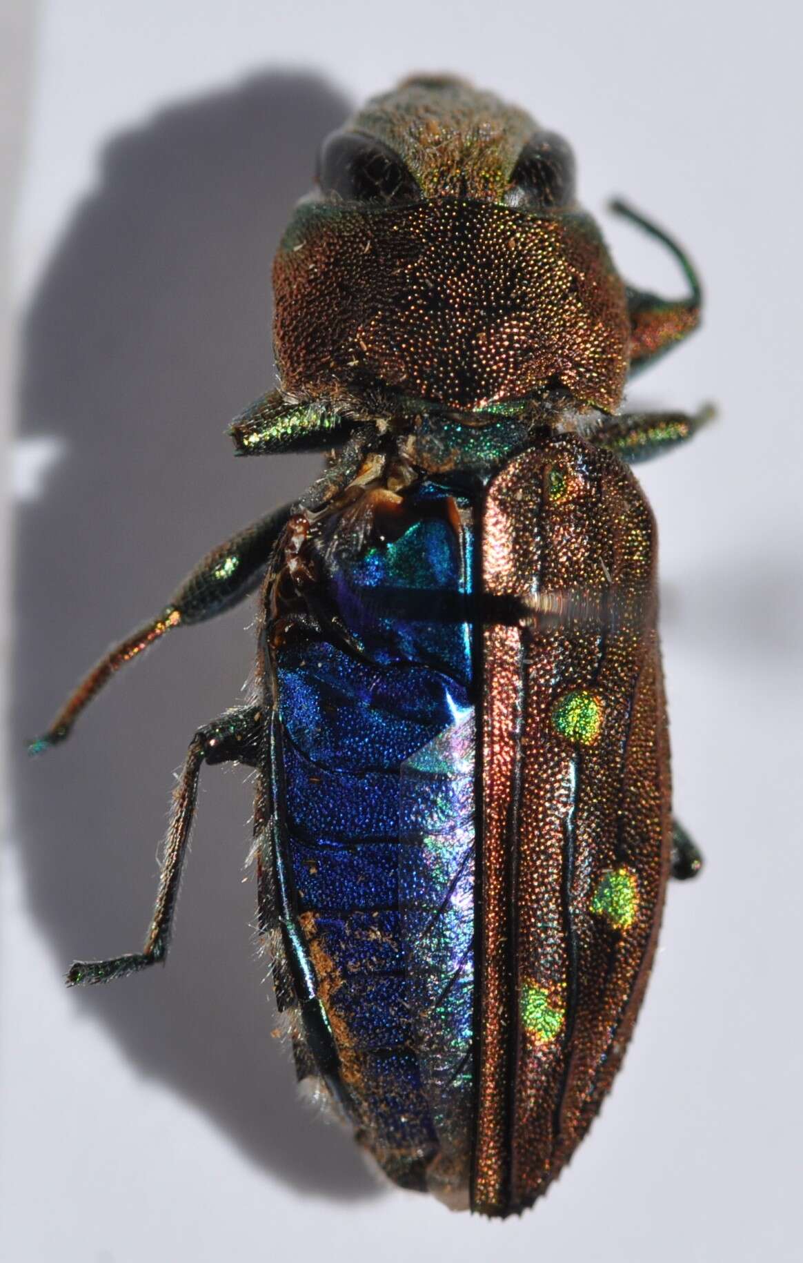 Image of Jewel beetle