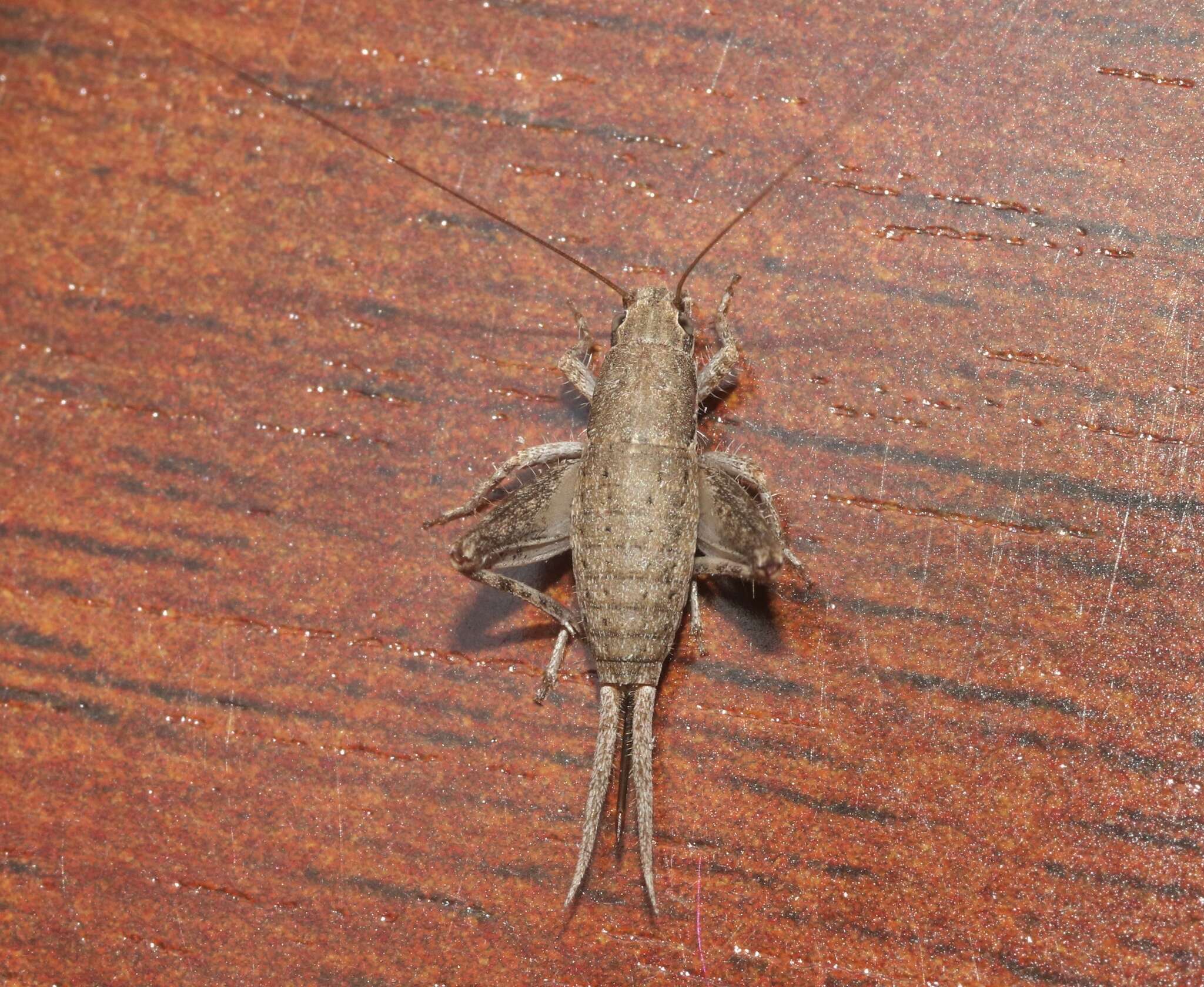 Image of Syncopated Scaly Cricket