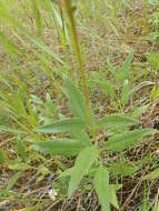 Sivun Helianthus nuttallii Torr. & A. Gray kuva