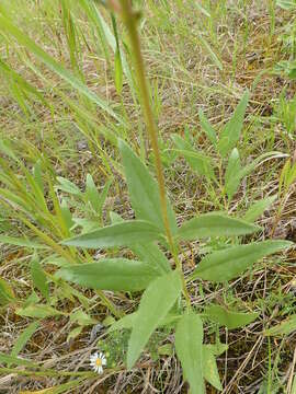 Image of Nuttall's sunflower