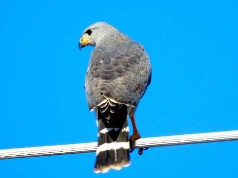 Buteo plagiatus (Schlegel 1862) resmi