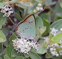 Image of Arizona Hairstreak