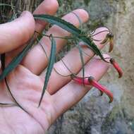 Imagem de Lobelia laxiflora Kunth