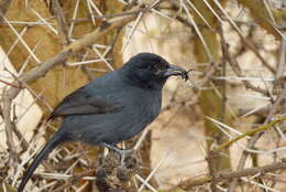 Image of Slate-colored Boubou