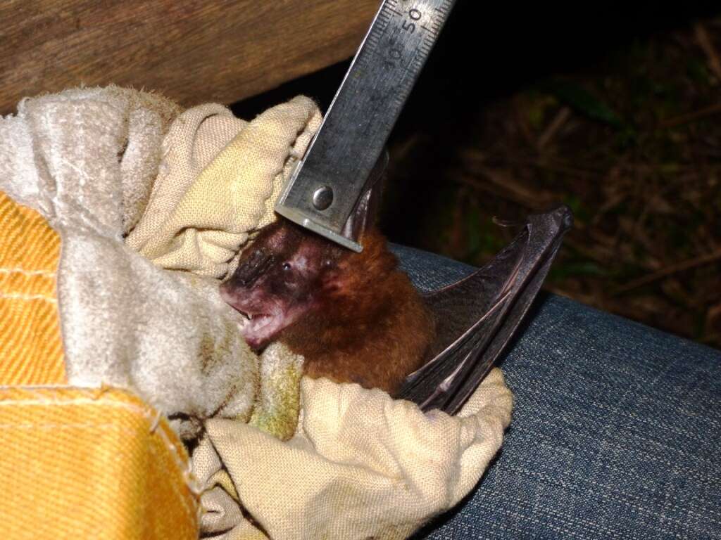 Image of Large Slit-faced Bat