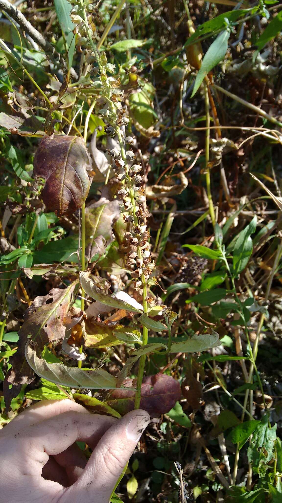 Image of Canada germander