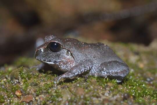 Image of Sphaerotheca dobsonii (Boulenger 1882)