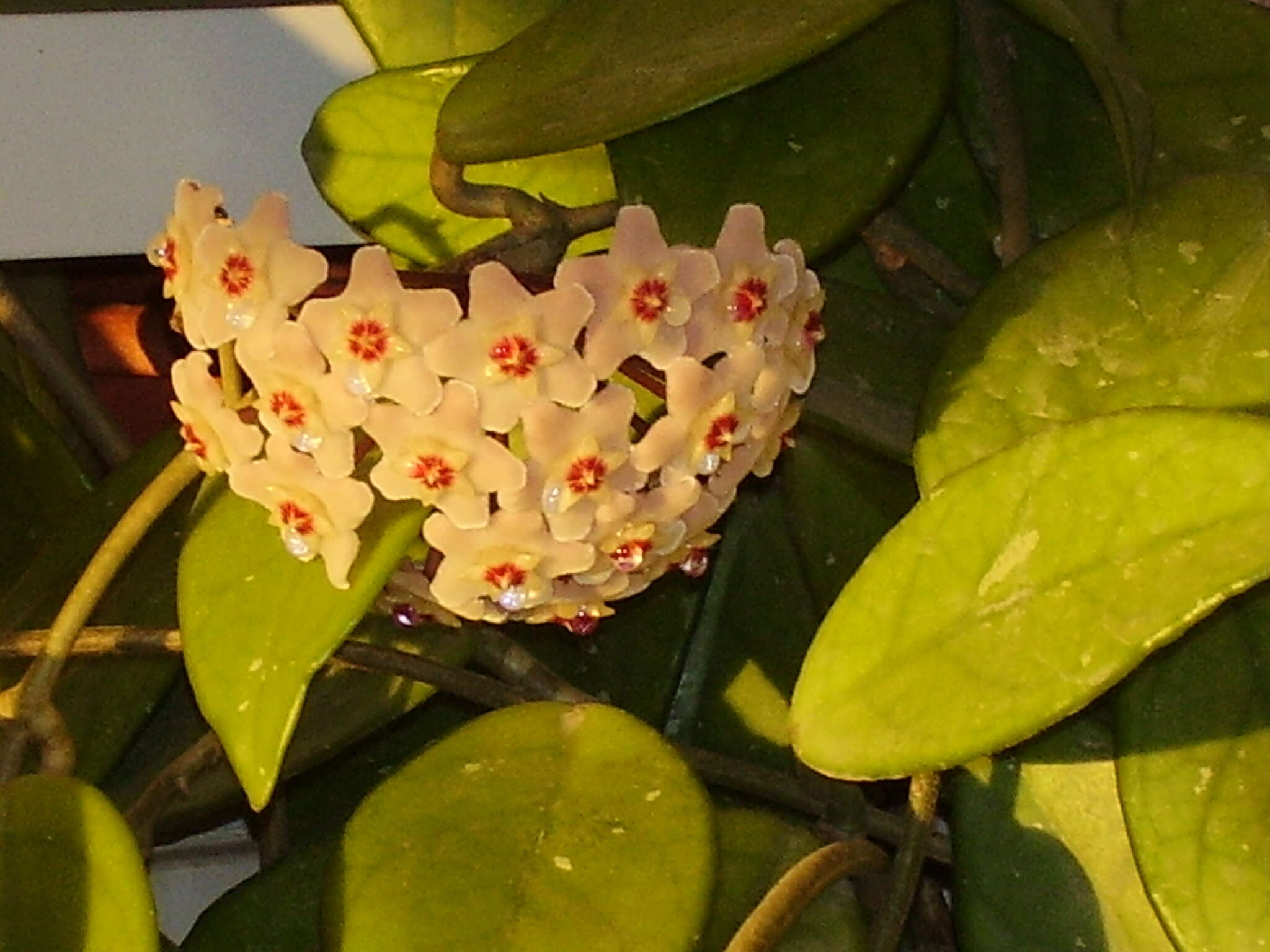 Image of porcelainflower