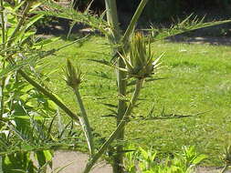 Image of cardoon