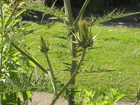 Image of cardoon