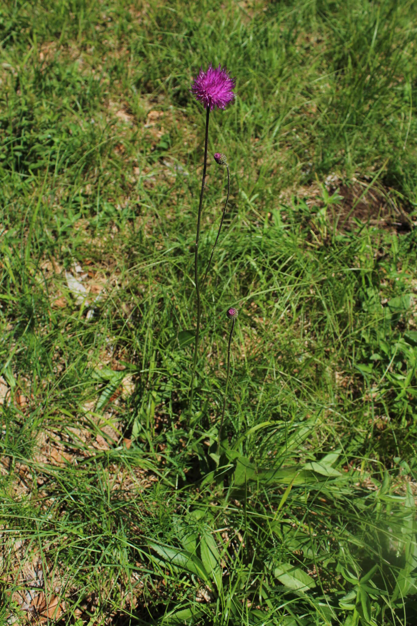 Image of Cirsium pannonicum (L. fil.) Link