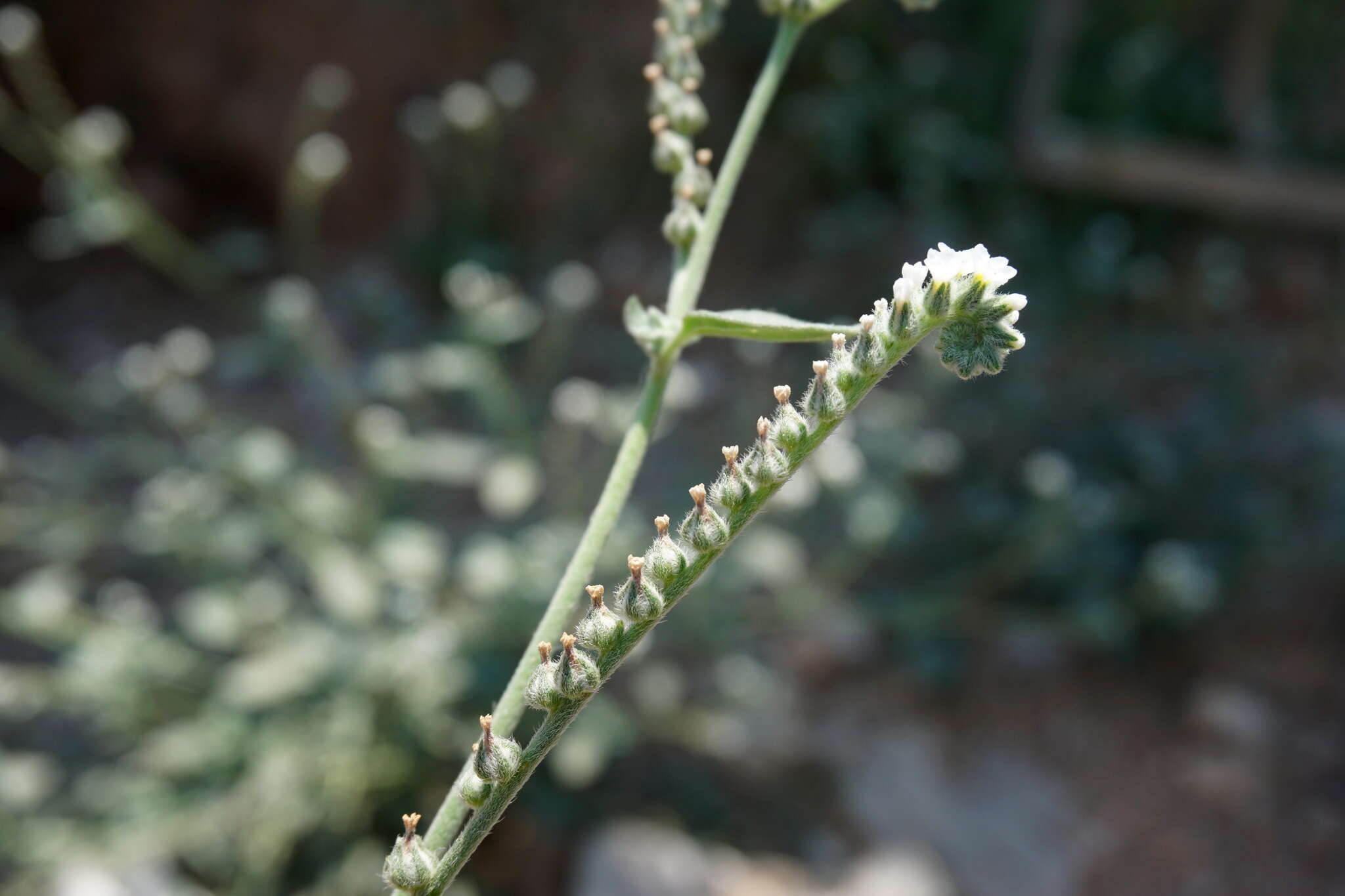 Imagem de Heliotropium ellipticum Ledeb.