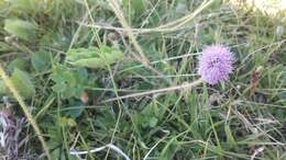 Imagem de Mimosa flagellaris Benth.