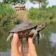 Image of Assam Roofed Turtle