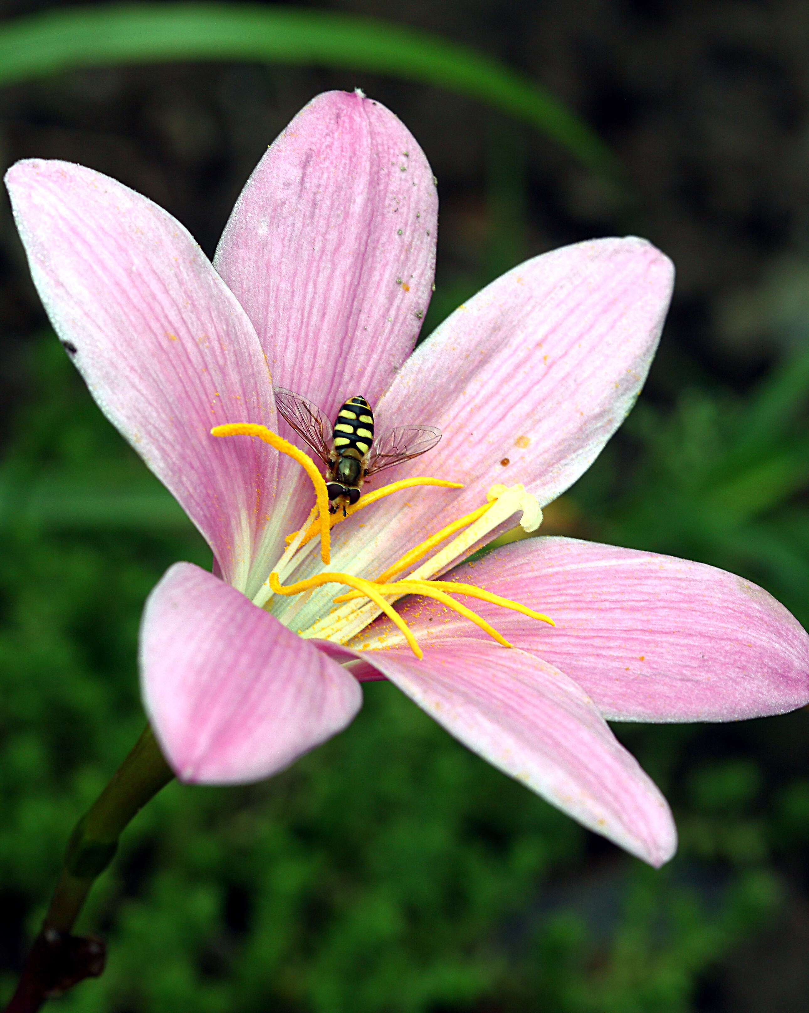 Zephyranthes carinata Herb. resmi