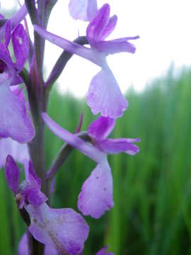 Image of Anacamptis palustris subsp. elegans (Heuff.) R. M. Bateman, Pridgeon & M. W. Chase