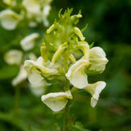 Image of Lousewort