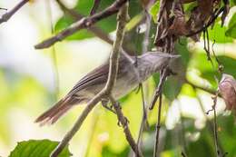 Image of Moustached Babbler