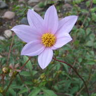 Image of dahlia