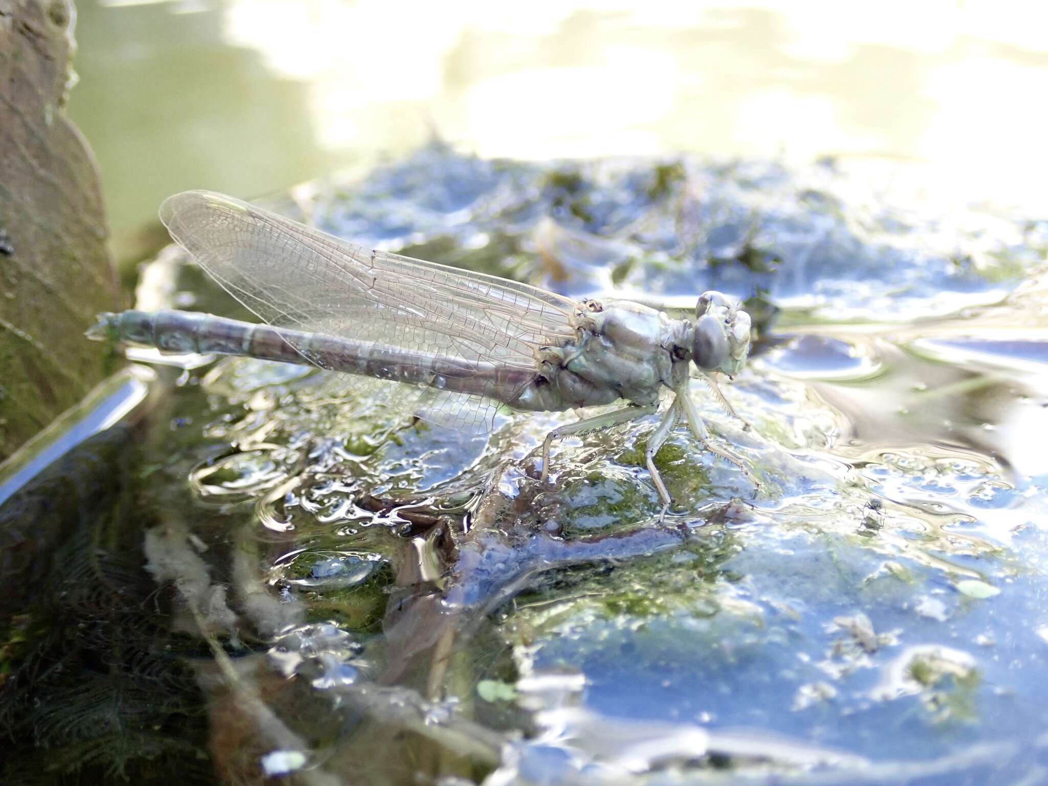 Image of Olive Clubtail